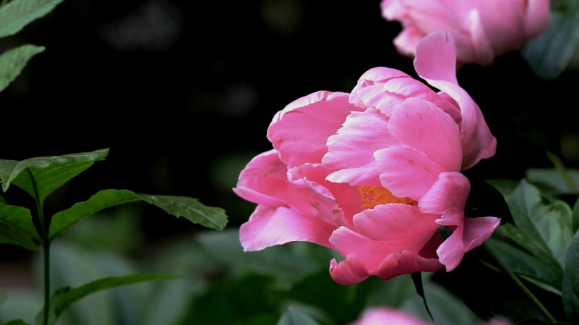 粉色和白色的芍药花图片(10张)