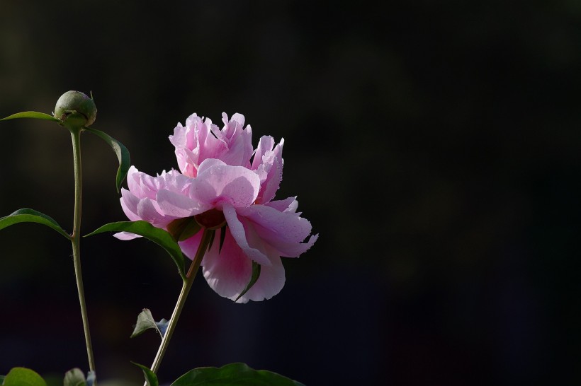 芍药花卉图片(14张)