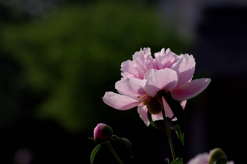 芍药花卉图片(14张)