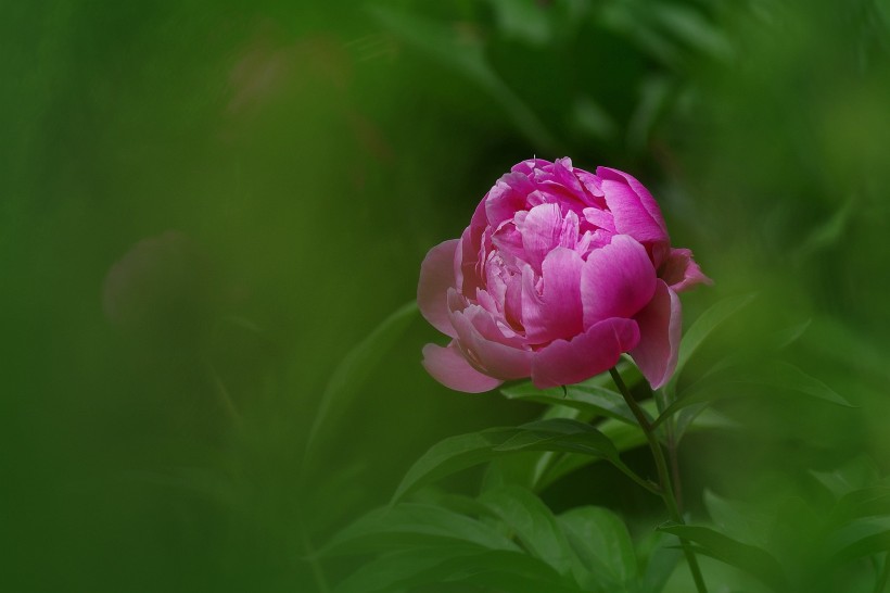芍药花图片(10张)