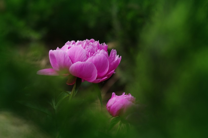 芍药花图片(10张)