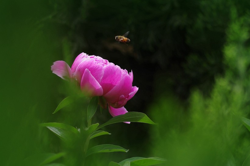 芍药花图片(10张)