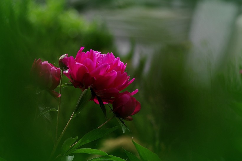 芍药花图片(10张)