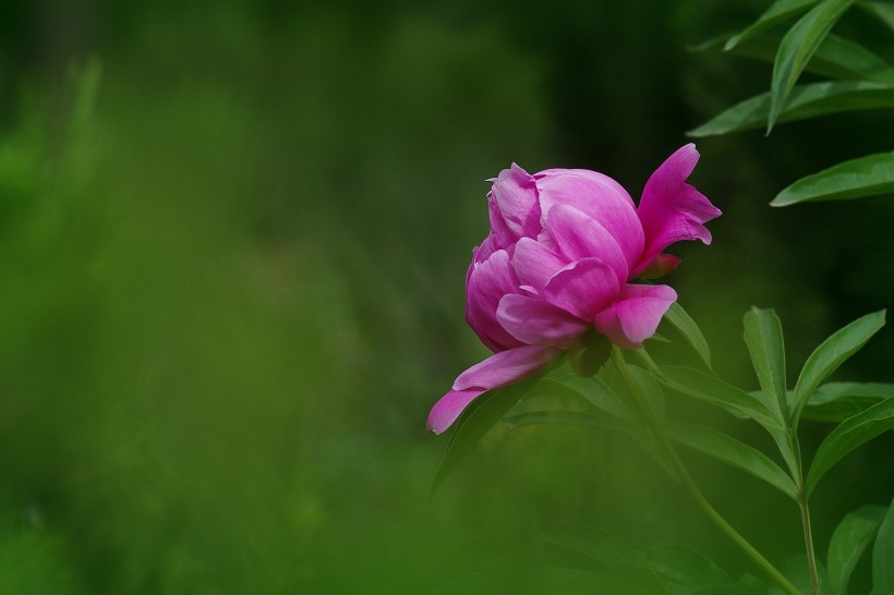 芍药花图片(10张)