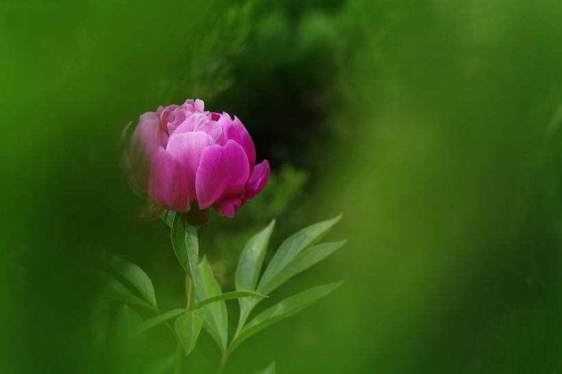 芍药花图片(10张)