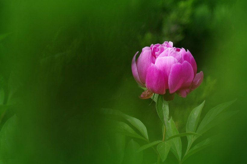 芍药花图片(10张)