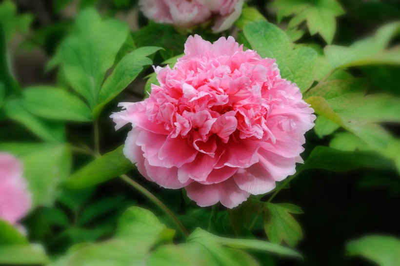 娇媚牡丹花卉图片(14张)