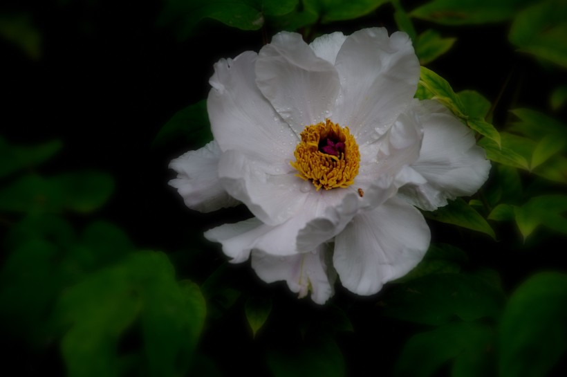 娇媚牡丹花卉图片(14张)