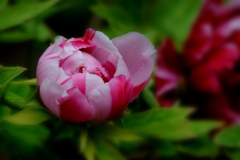 多色牡丹花卉图片(20张)