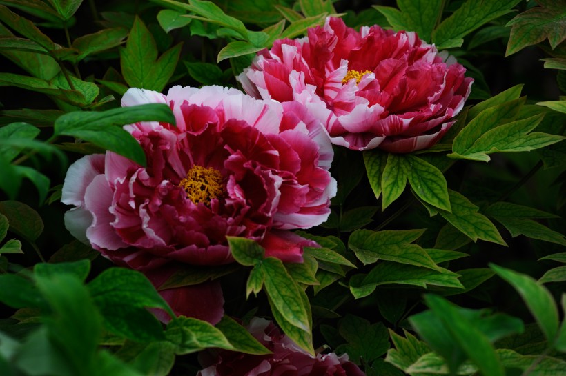 多色牡丹花卉图片(20张)