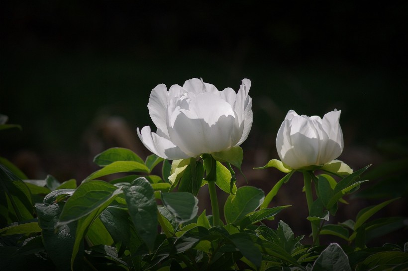 牡丹花卉图片(12张)