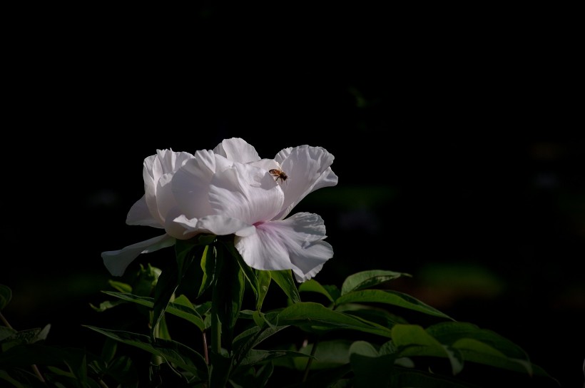 牡丹花图片(8张)