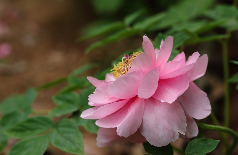 唯美牡丹花卉图片(11张)
