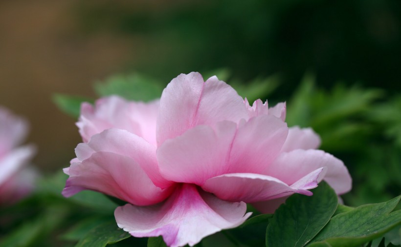 唯美牡丹花卉图片(11张)