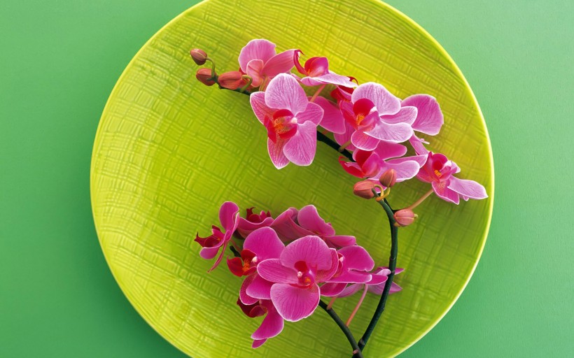盘中鲜花图片(20张)