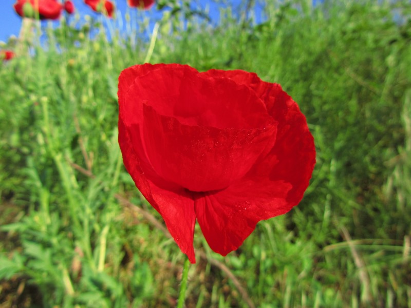 美艳红色罂粟花图片(18张)