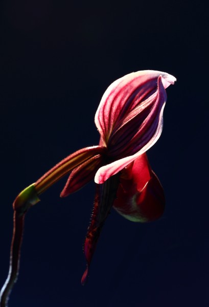 魔帝兜兰花卉图片(5张)