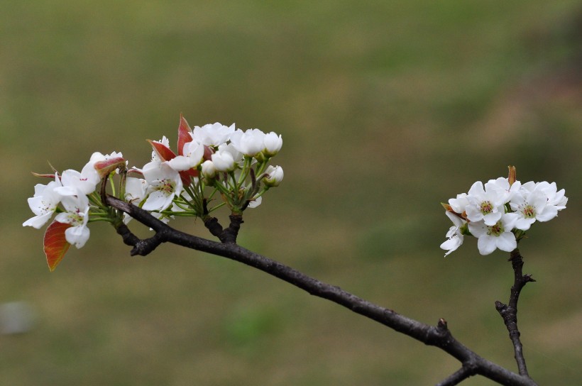 盛开的梨花图片(9张)