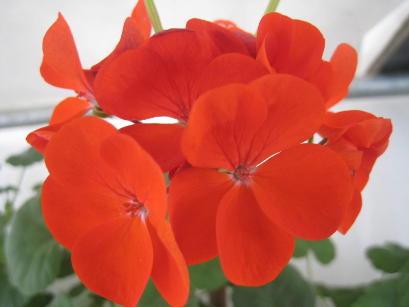 天竺葵花卉图片(12张)