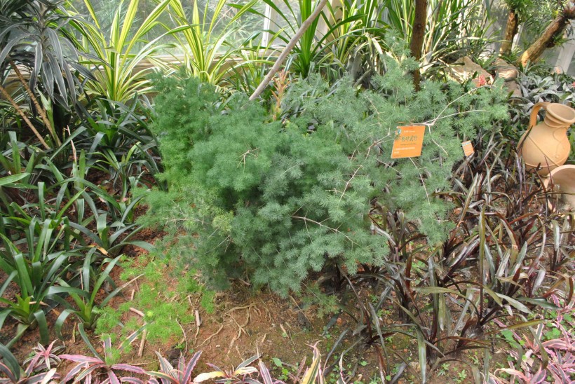 科普绿色植物1图片(6张)