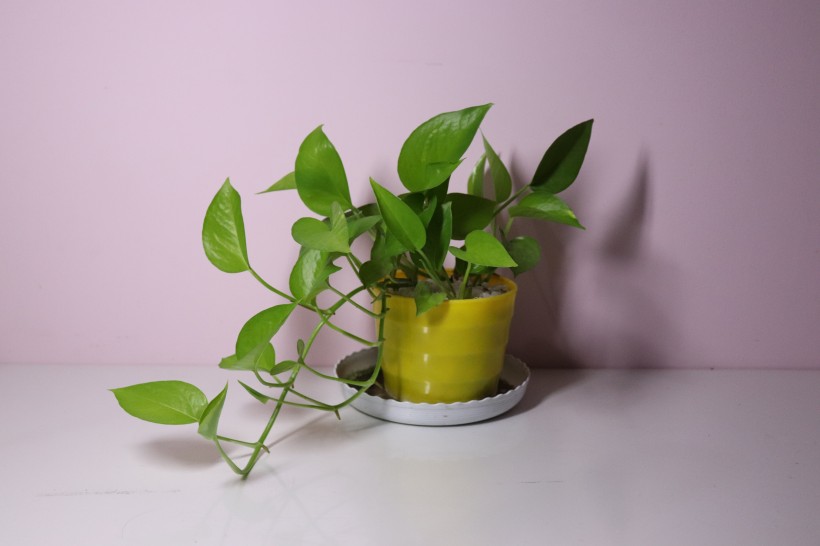 姿态优美的绿色植物盆栽图片(8张)