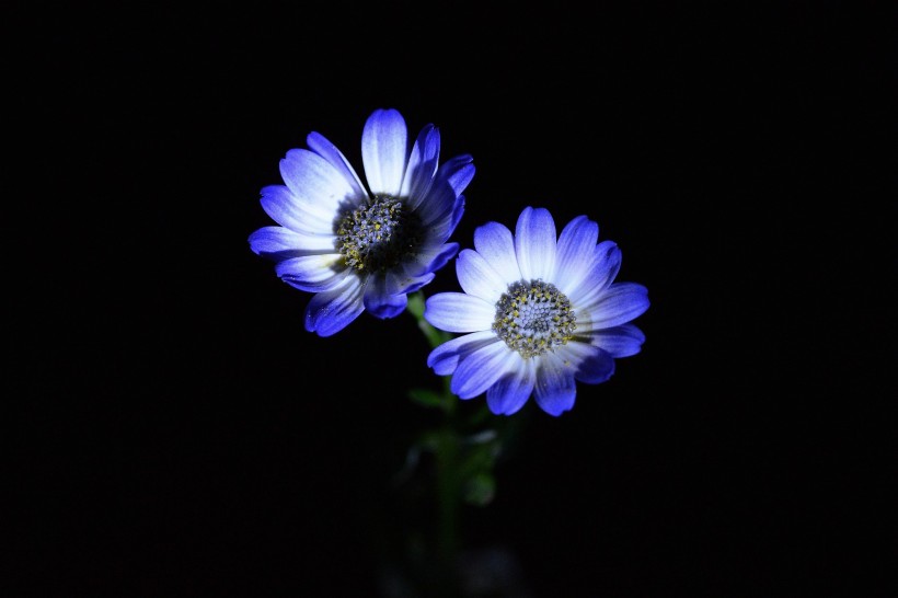 蓝色瓜叶菊图片(12张)