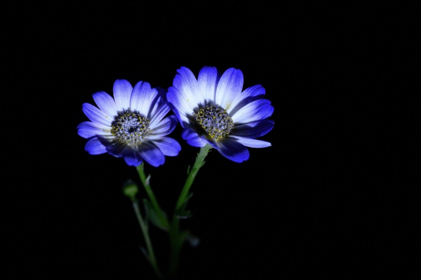 蓝色瓜叶菊图片(12张)
