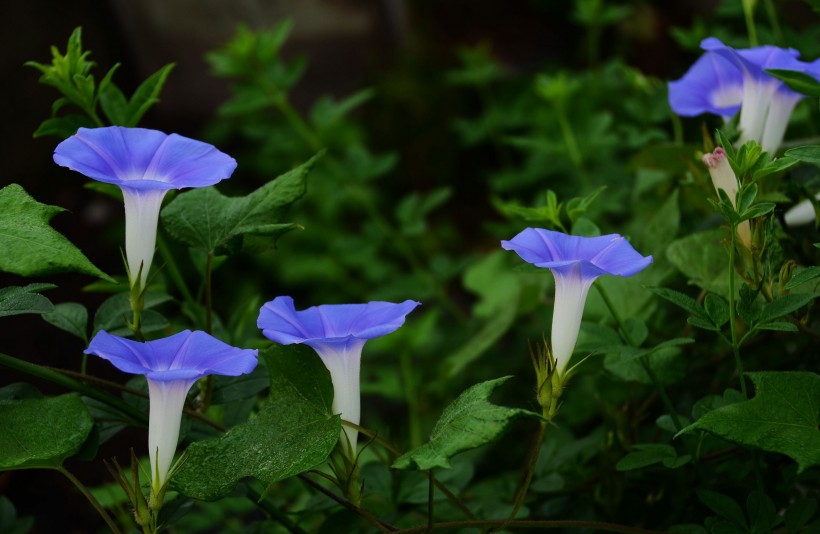 蓝色牵牛花图片(10张)