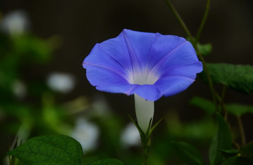 蓝色牵牛花图片(10张)