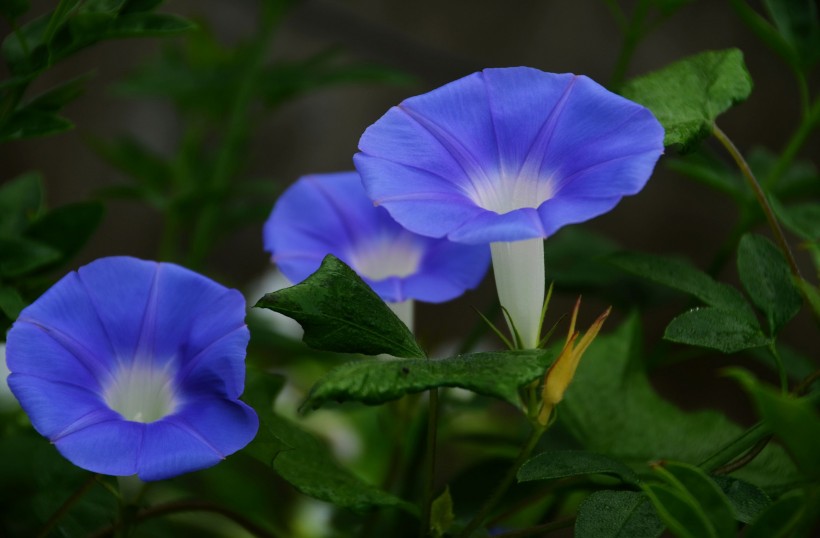 蓝色牵牛花图片(10张)