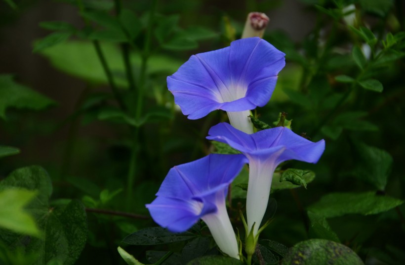 蓝色牵牛花图片(10张)