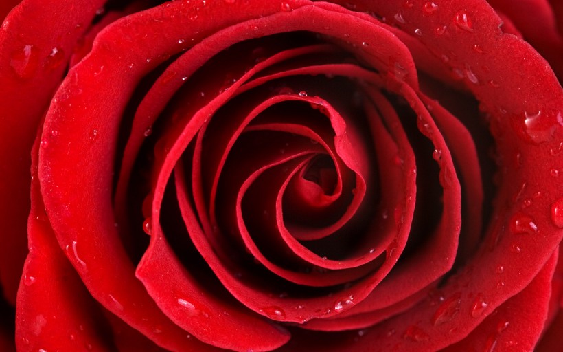 漂亮的玫瑰写真图片(20张)