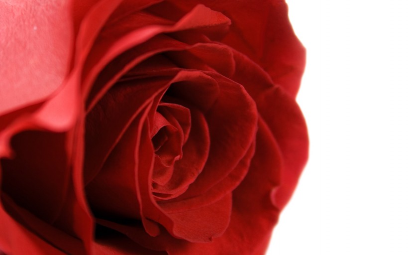 漂亮的玫瑰写真图片(20张)
