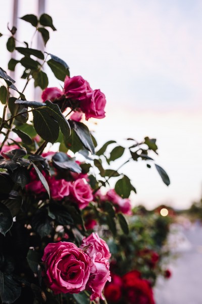 漂亮的玫瑰图片(15张)