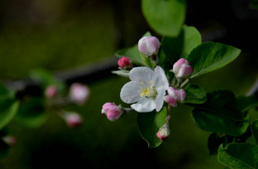 苹果花图片(19张)