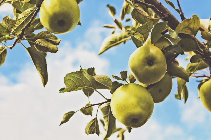 苹果树上的苹果图片(10张)