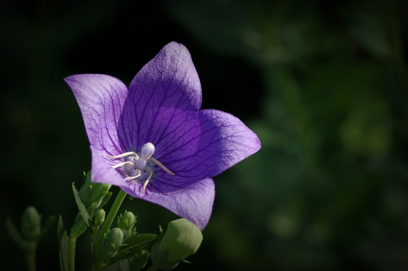 紫桔梗花图片(11张)