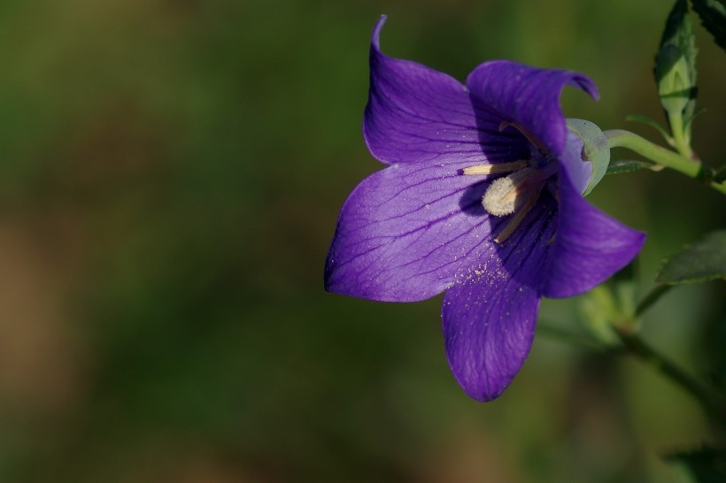 紫桔梗花图片(11张)