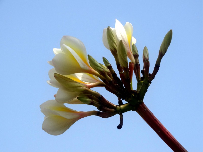 黄色鸡蛋花图片(10张)