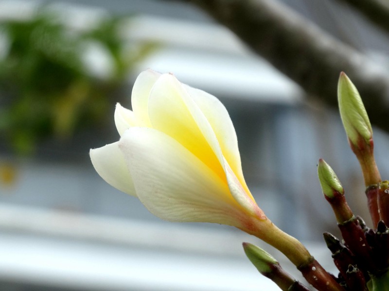 黄色鸡蛋花图片(10张)