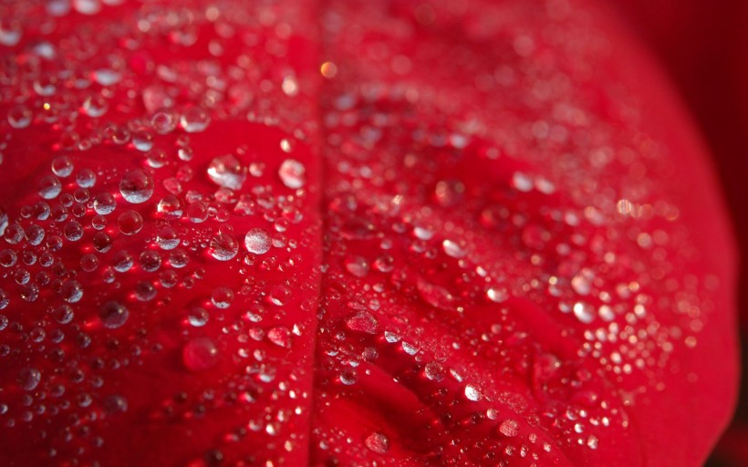 艳丽的一品红花卉图片(10张)