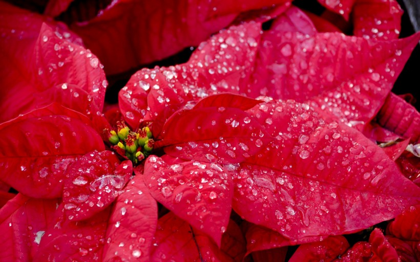 艳丽的一品红花卉图片(10张)