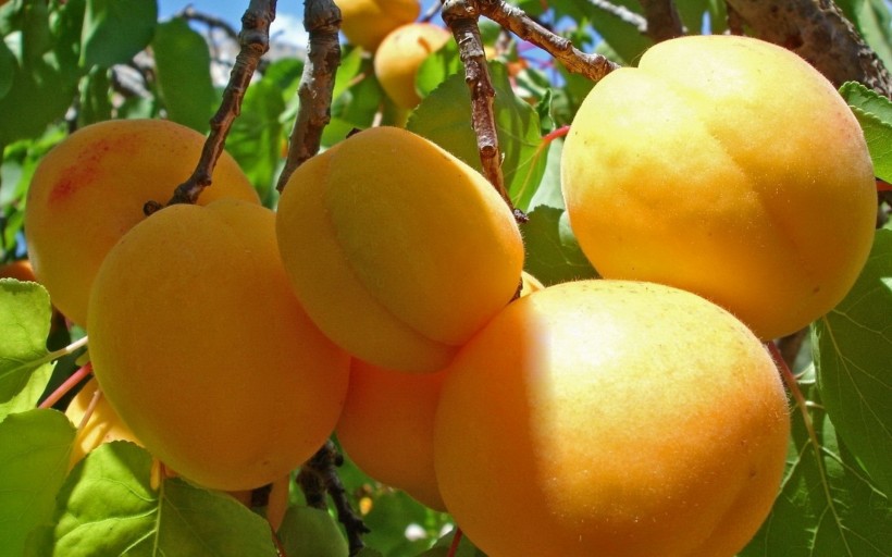 鲜嫩可口的杏子图片(22张)