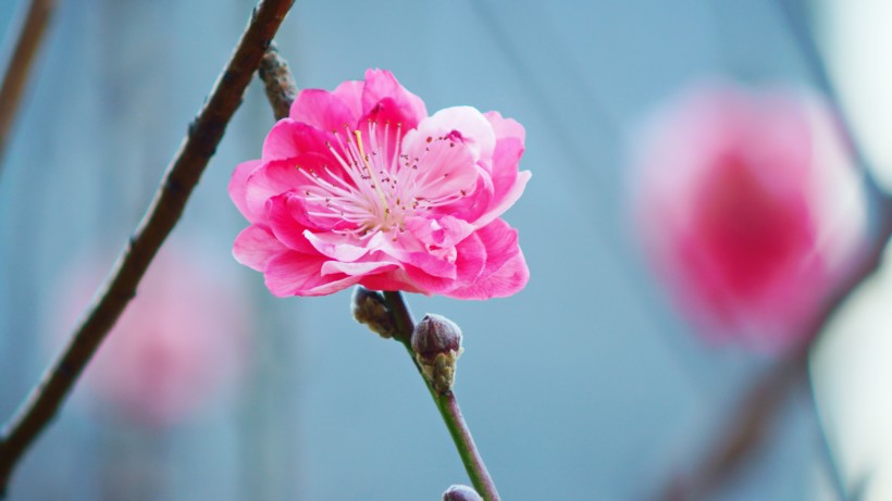 如画桃花图片(15张)