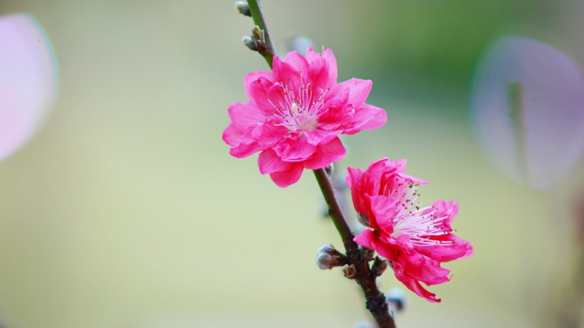 如画桃花图片(15张)