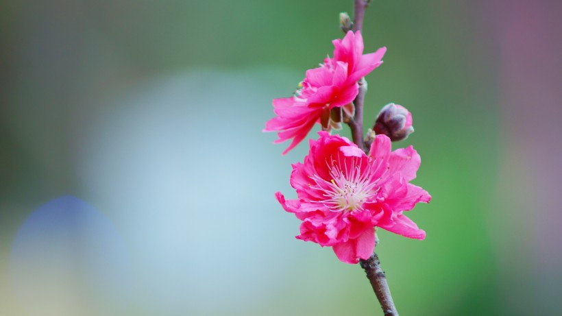 如画桃花图片(15张)