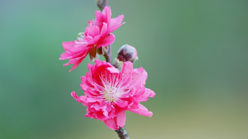 如画桃花图片(15张)