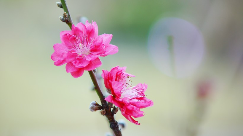 如画桃花图片(15张)