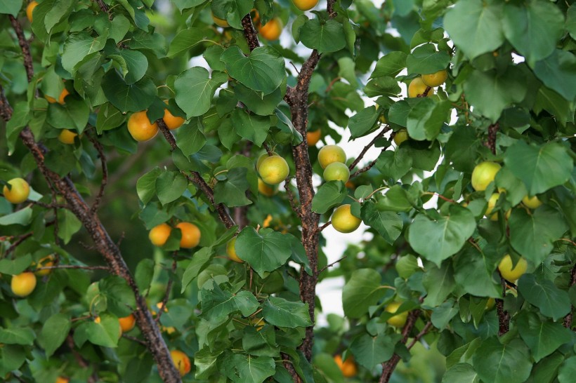 挂满果实的杏树图片(10张)