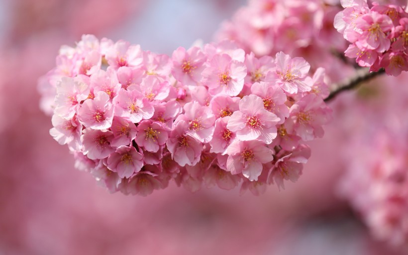 粉红色的樱花图片(9张)
